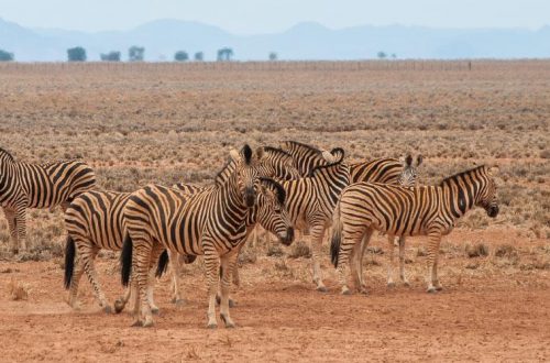 Explorer les étendues sauvages africaines avec un spécialiste de voyage en Namibie
